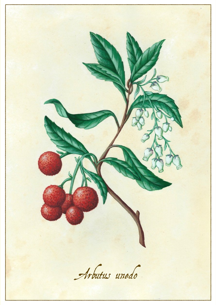 Arbutus unedo von Annalisa Morrocco