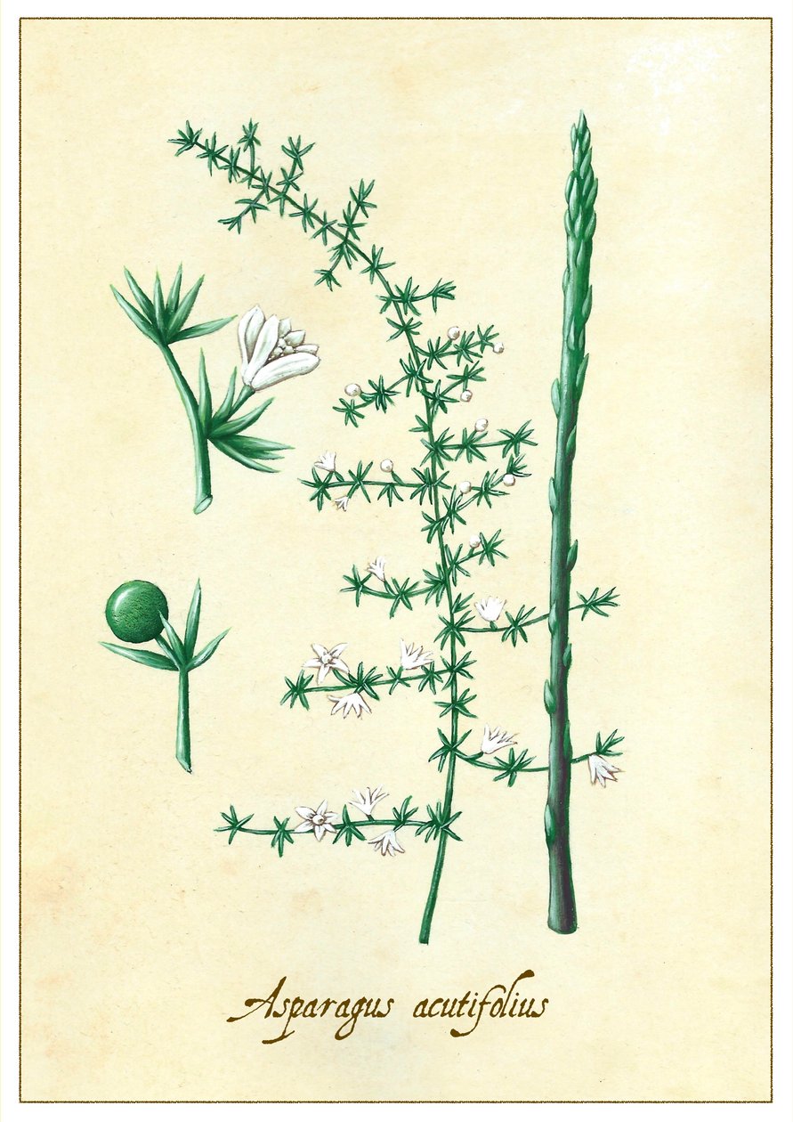 Asparagus acutifolius (2015) von Annalisa Morrocco
