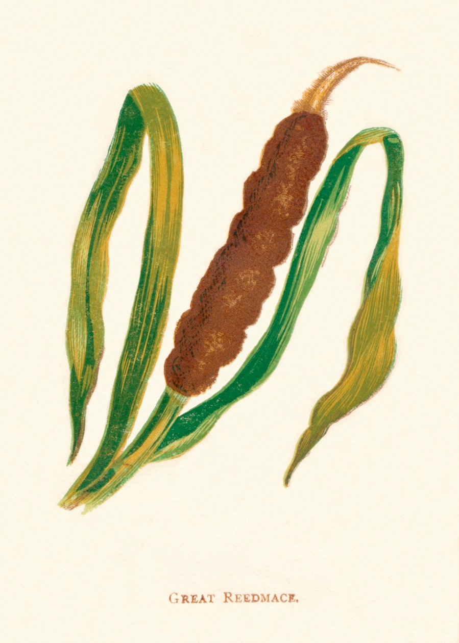 Großes Schilfrohr, ca. 1891 von Anne Pratt