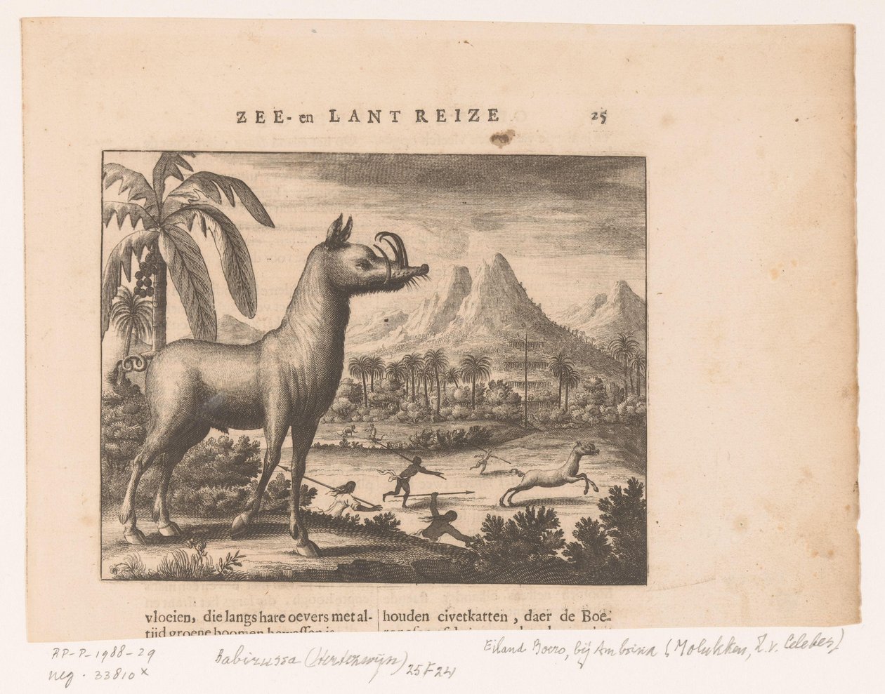 Hirschschwein oder goldener Babirussa von Anonymous