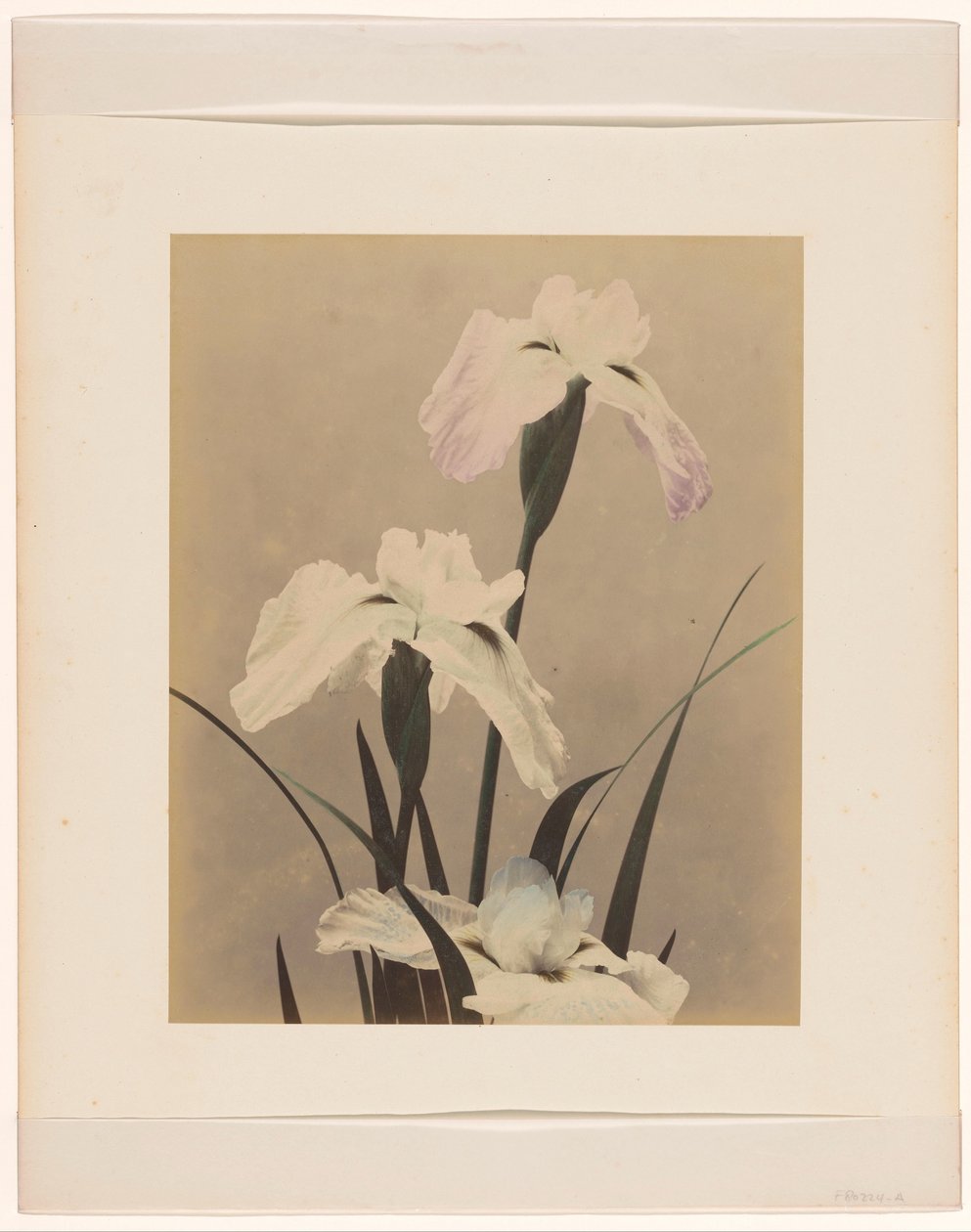 Iris von Anonymous