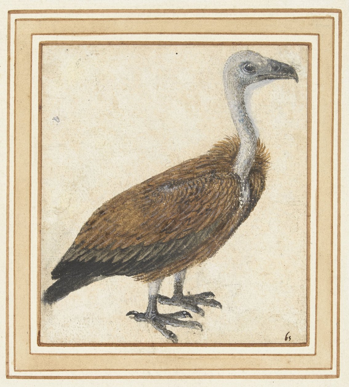 Junger Gänsegeier (Gyps fulvus) von Anonymous