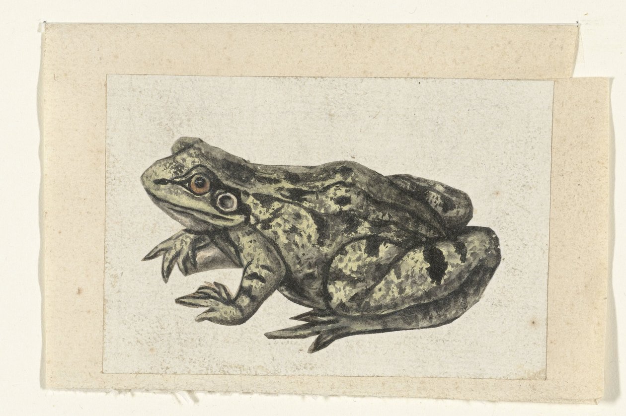 Frosch (Lombard-Album) von Anonymous
