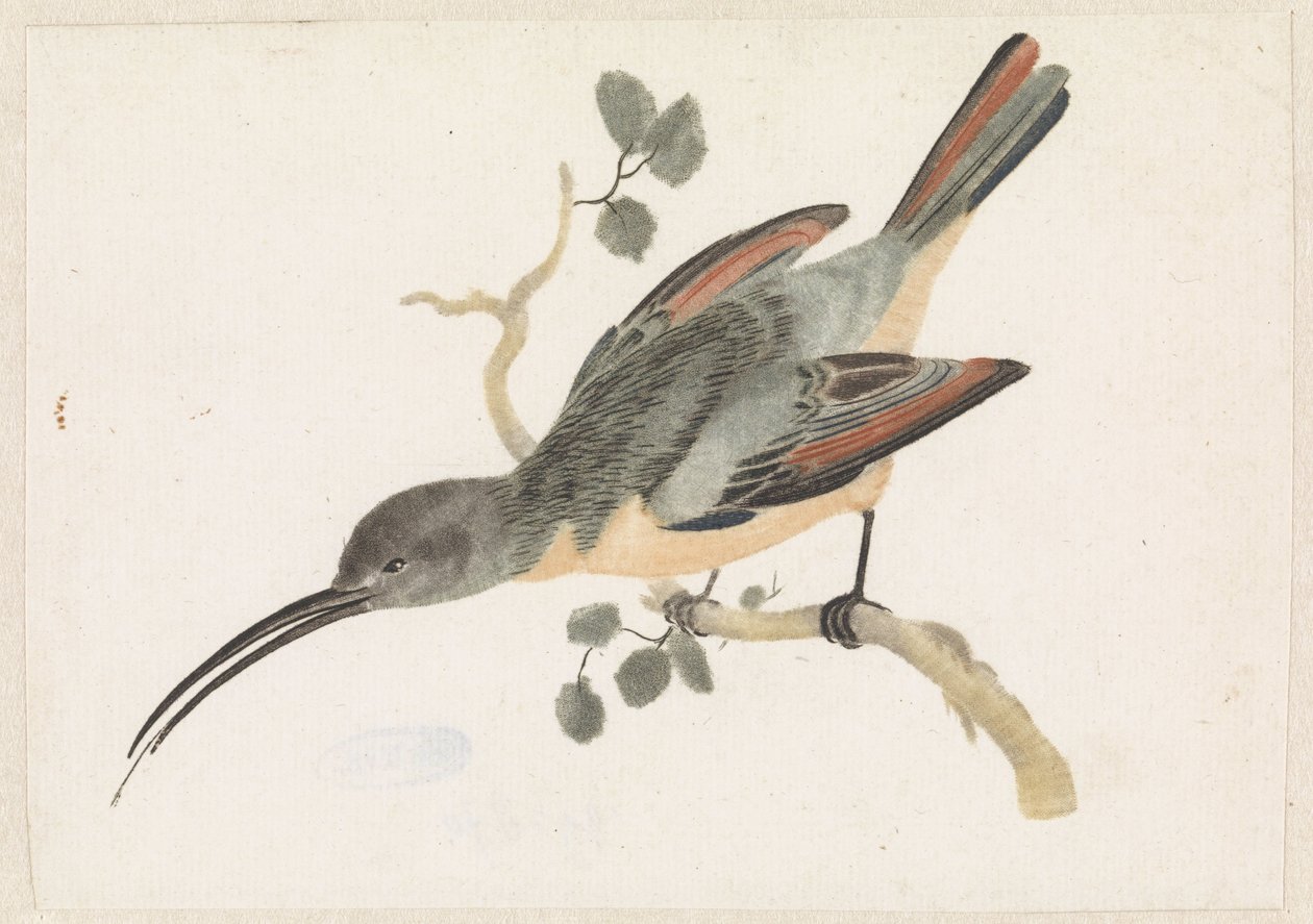 Kolibri auf einem Ast nach links von Anonymous