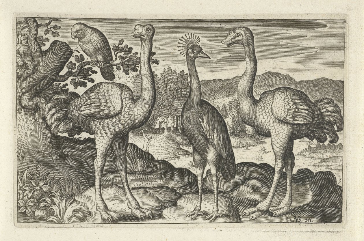 Kronenkranich zwischen zwei Straußen (Serientitel: Vögel und Insekten) von Anonymous