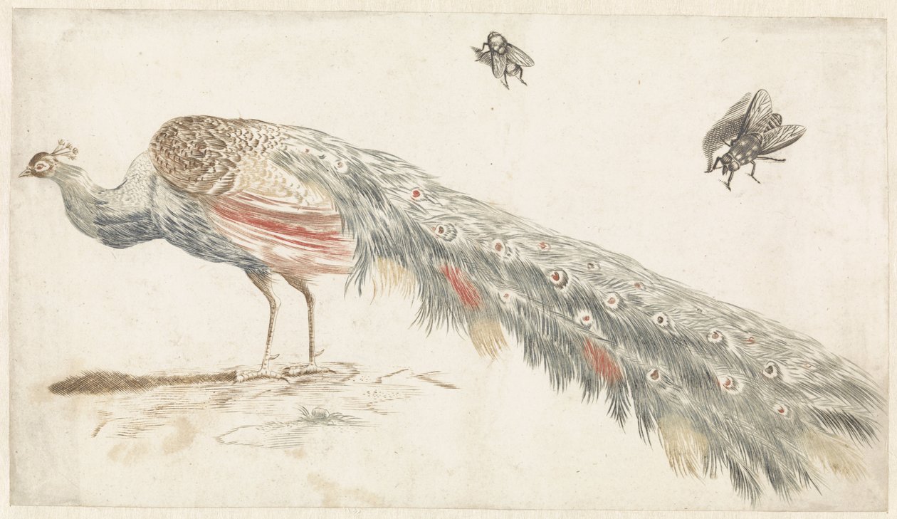 Pfau und zwei Fliegen von Anonymous
