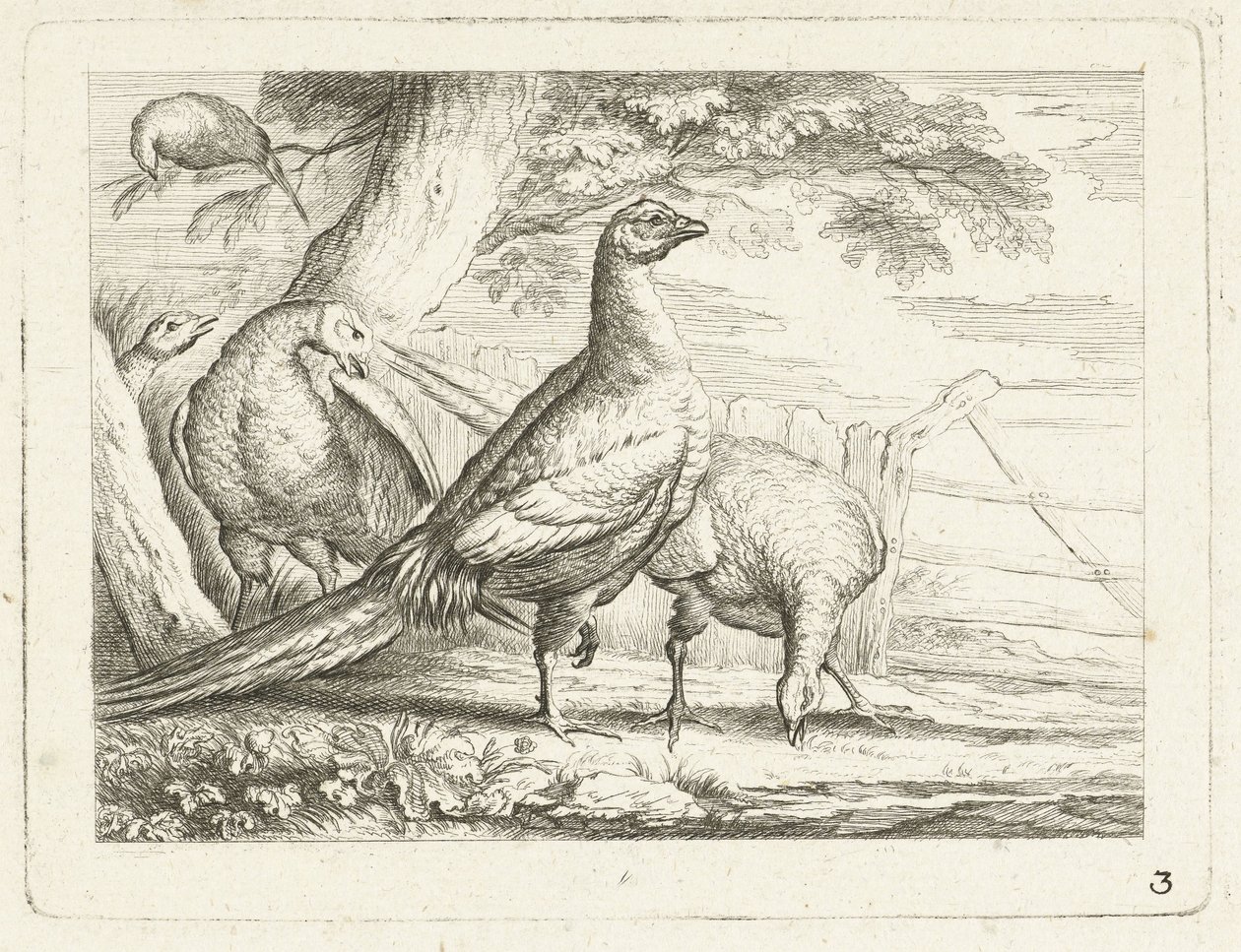 Picken Hühner von Anonymous