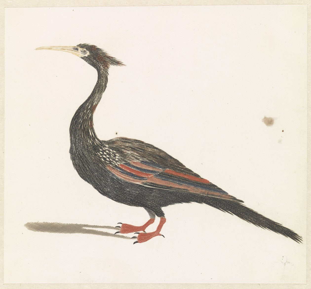 Schlangenhalsvogel von Anonymous