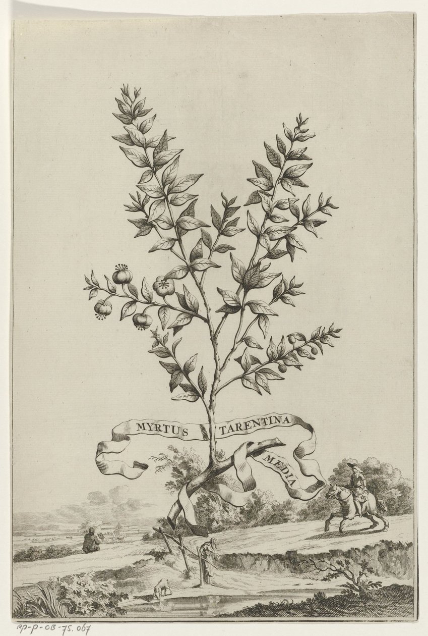 Zweig Myrtus Tarentina von Anonymous