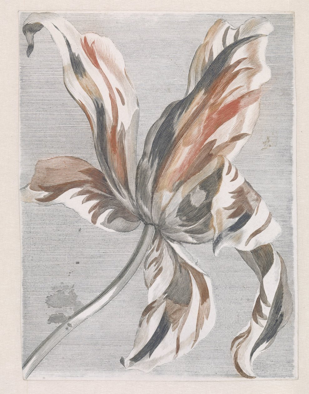 Tulpe von Anonymous