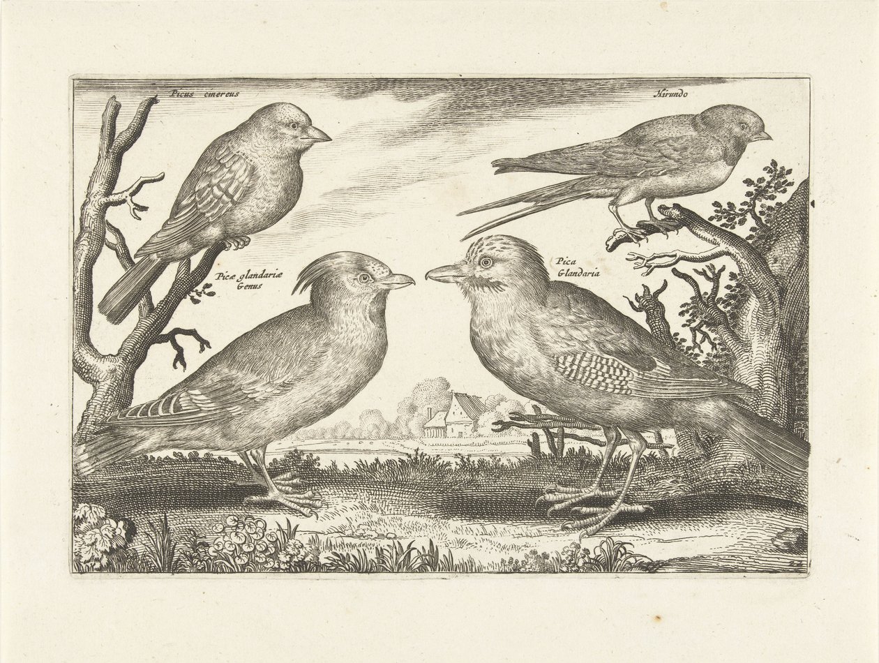 Vier Vögel von Anonymous