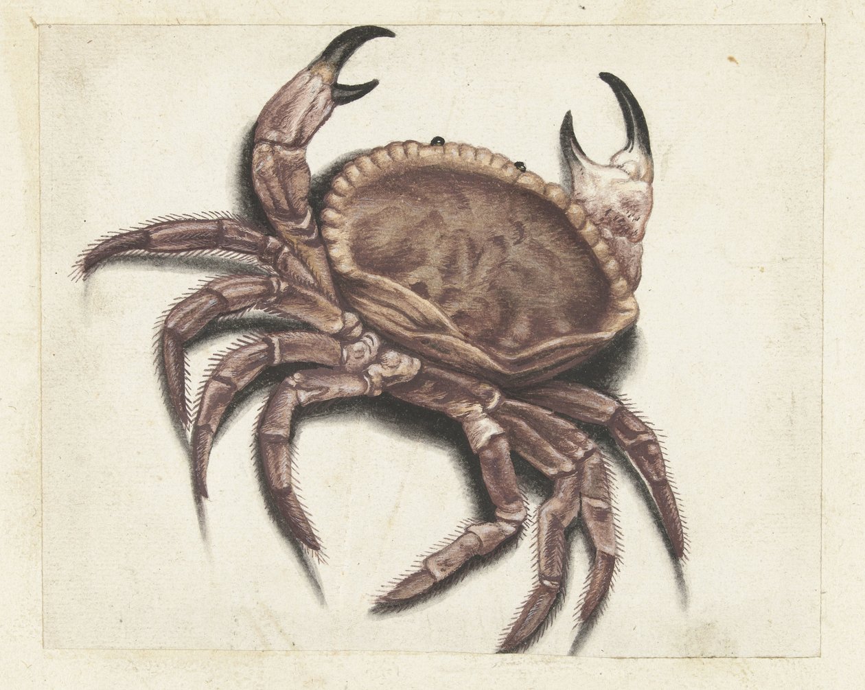 Seekrabbe von Anonymous