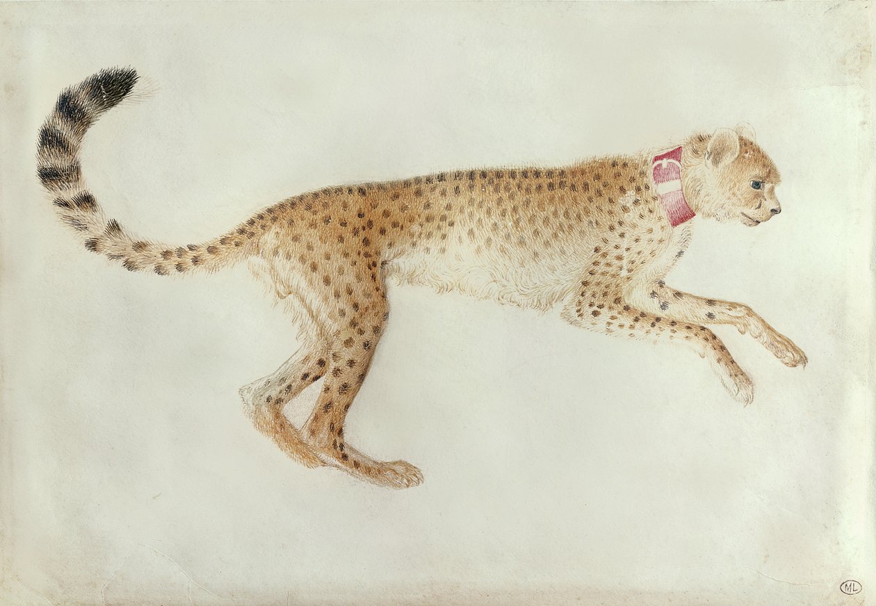 Springender Gepard mit rotem Halsband von Antonio Pisanello