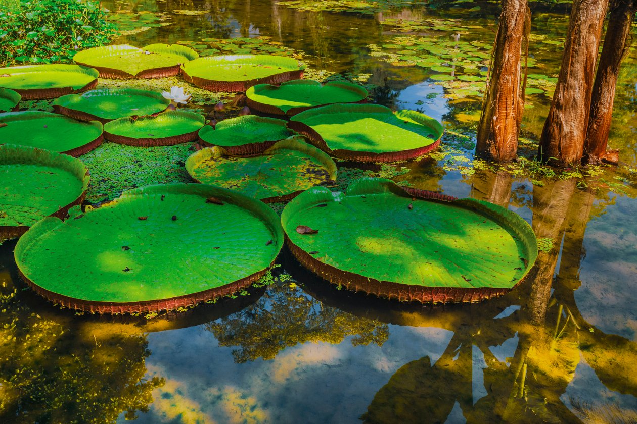 Victoria Amazonica von Antonio Schubert