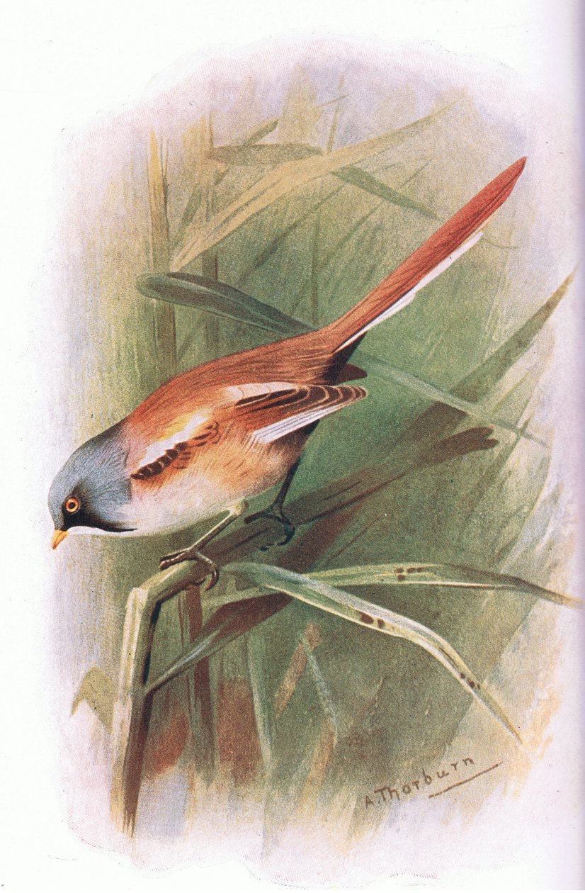 Bartmeise, aus Britische Vögel, veröffentlicht von Longmans, 1932 von Archibald Thorburn
