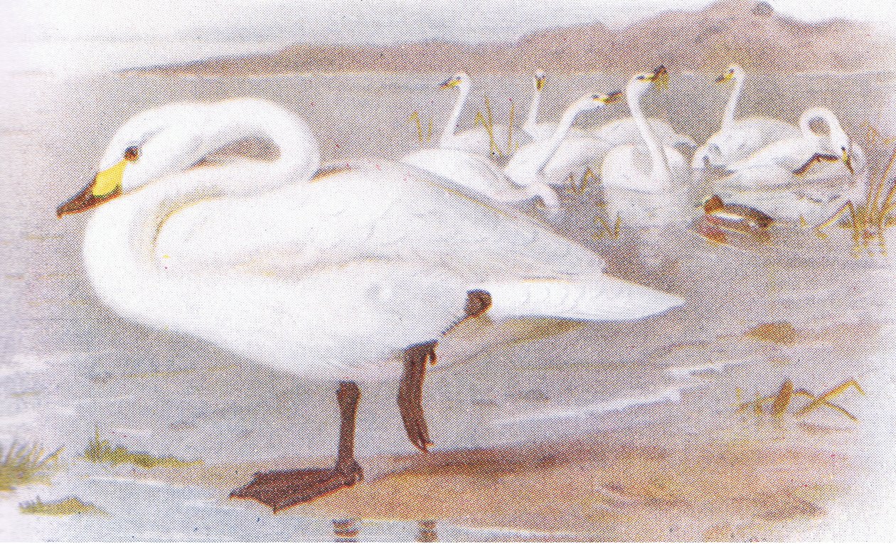 Bewicks Schwan von Archibald Thorburn