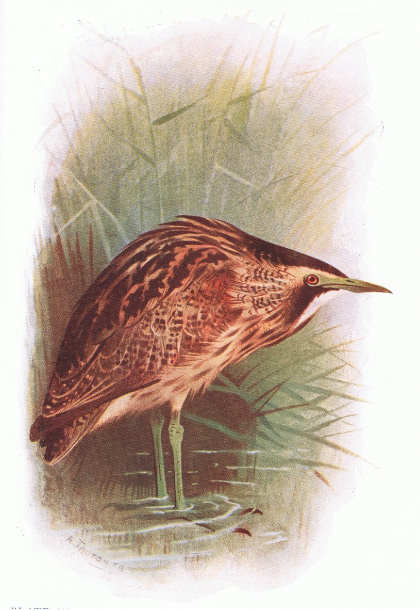 Rohrdommel, aus Britische Vögel, veröffentlicht von Longmans, 1932 von Archibald Thorburn