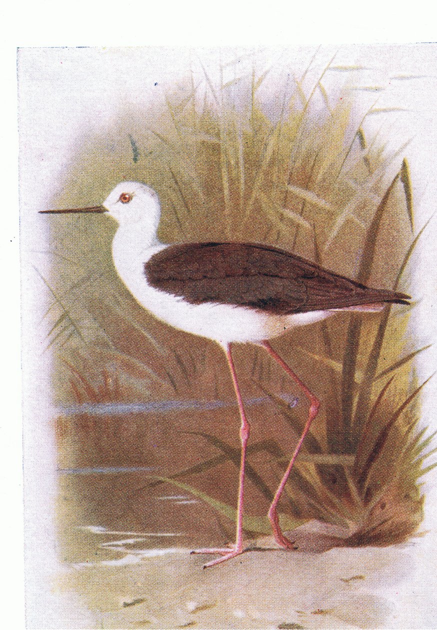 Stelzenläufer, aus Birds of the British Isles and Their Eggs veröffentlicht von Frederick Warne & Co Ltd, 1958 von Archibald Thorburn
