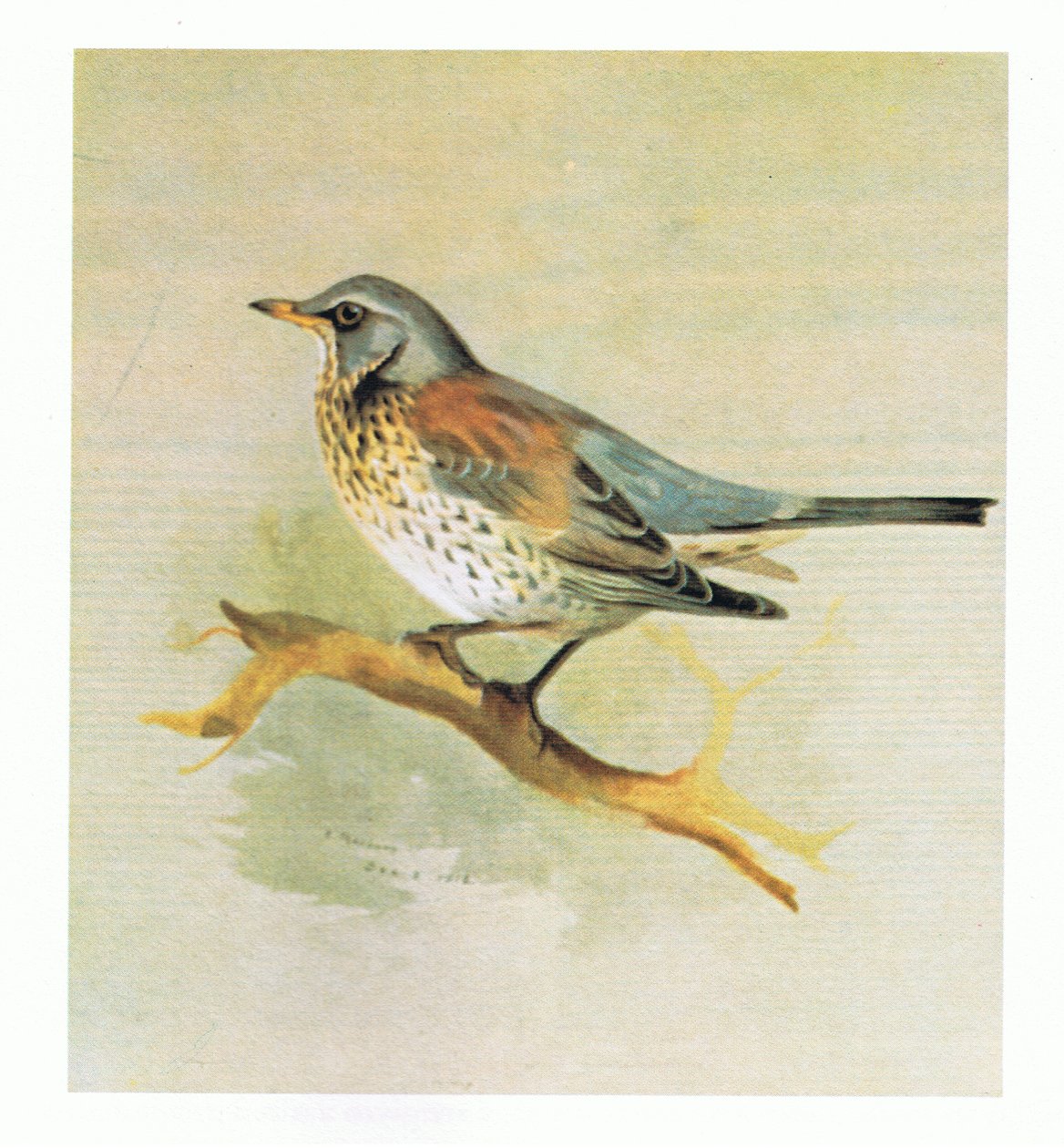Wacholderdrossel, veröffentlicht von Book Club Associates, 1972 von Archibald Thorburn