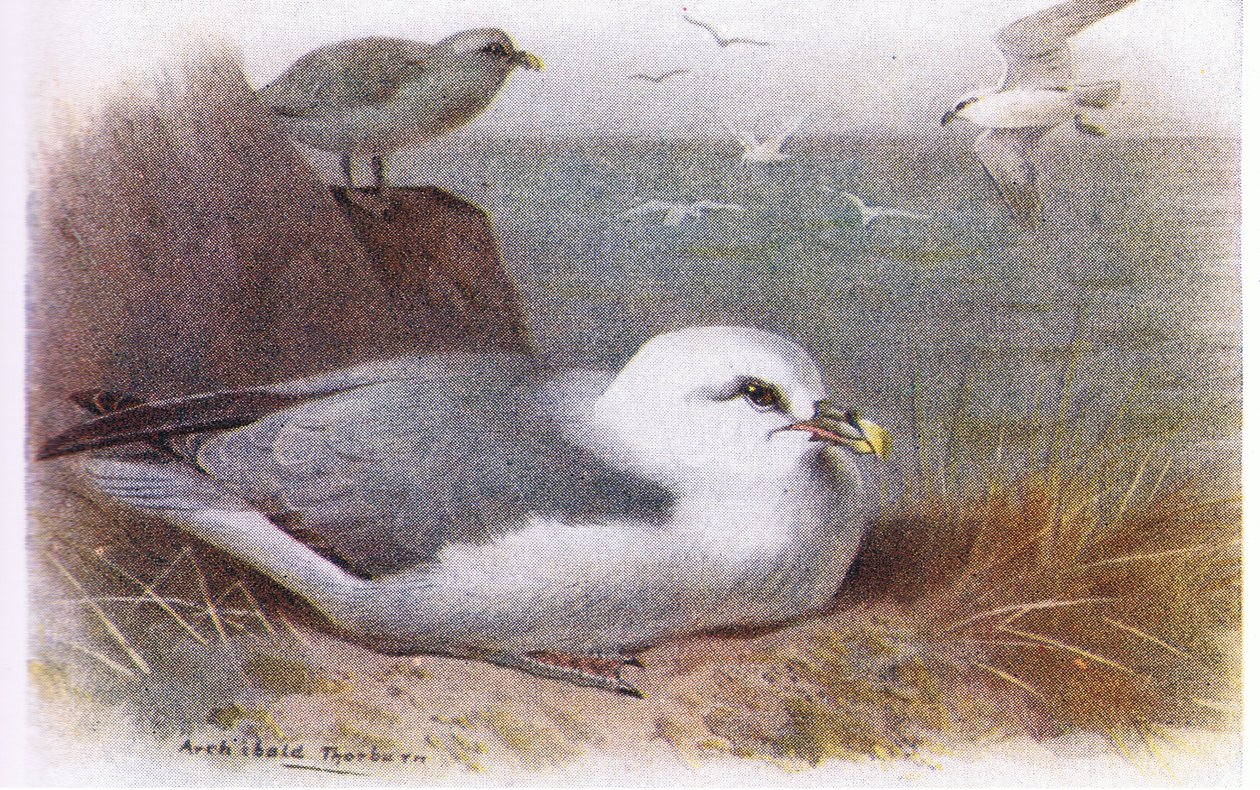 Sturmtaucher von Archibald Thorburn