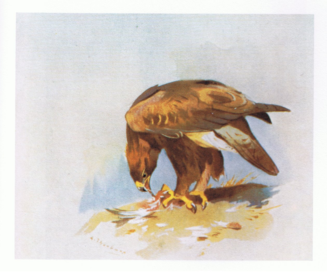 Steinadler-Studien, veröffentlicht von Book Club Associates, 1972 von Archibald Thorburn