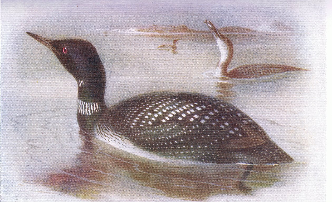Großer Nördlicher Taucher von Archibald Thorburn