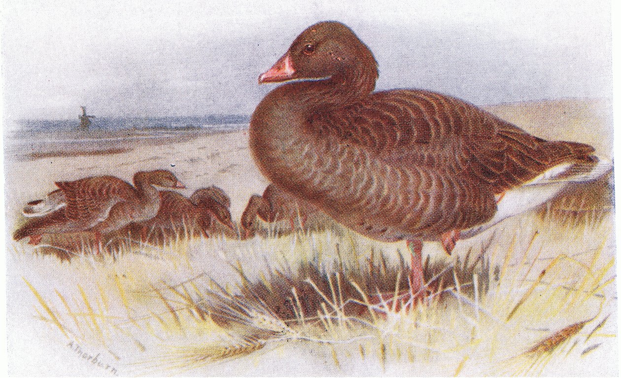 Graugans von Archibald Thorburn