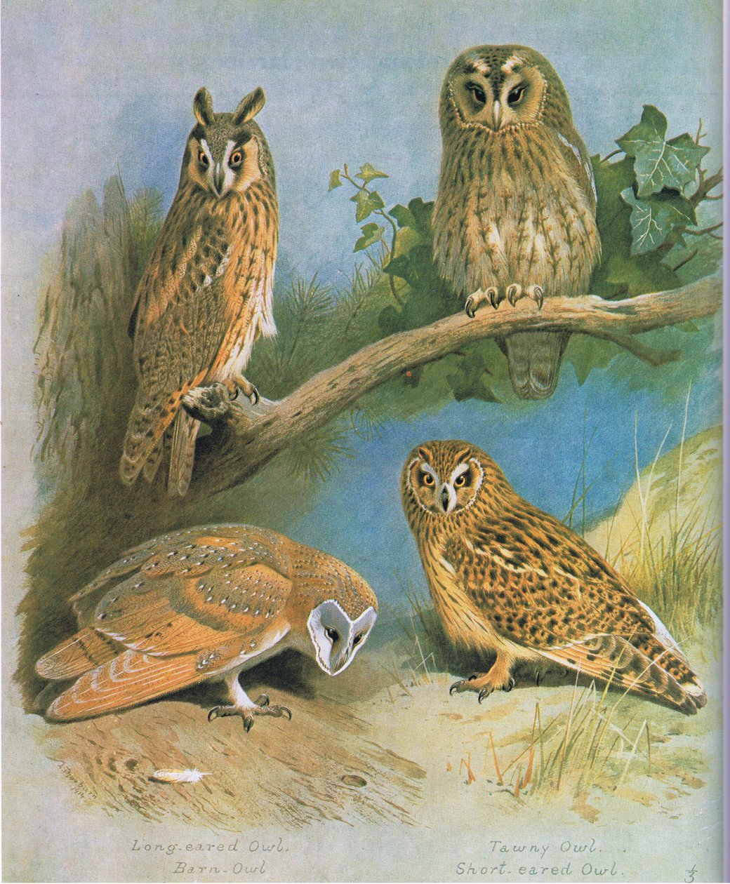 Waldohreule, Schleiereule, Waldkauz, Sumpfohreule, veröffentlicht von Book Club Associates, 1972 von Archibald Thorburn