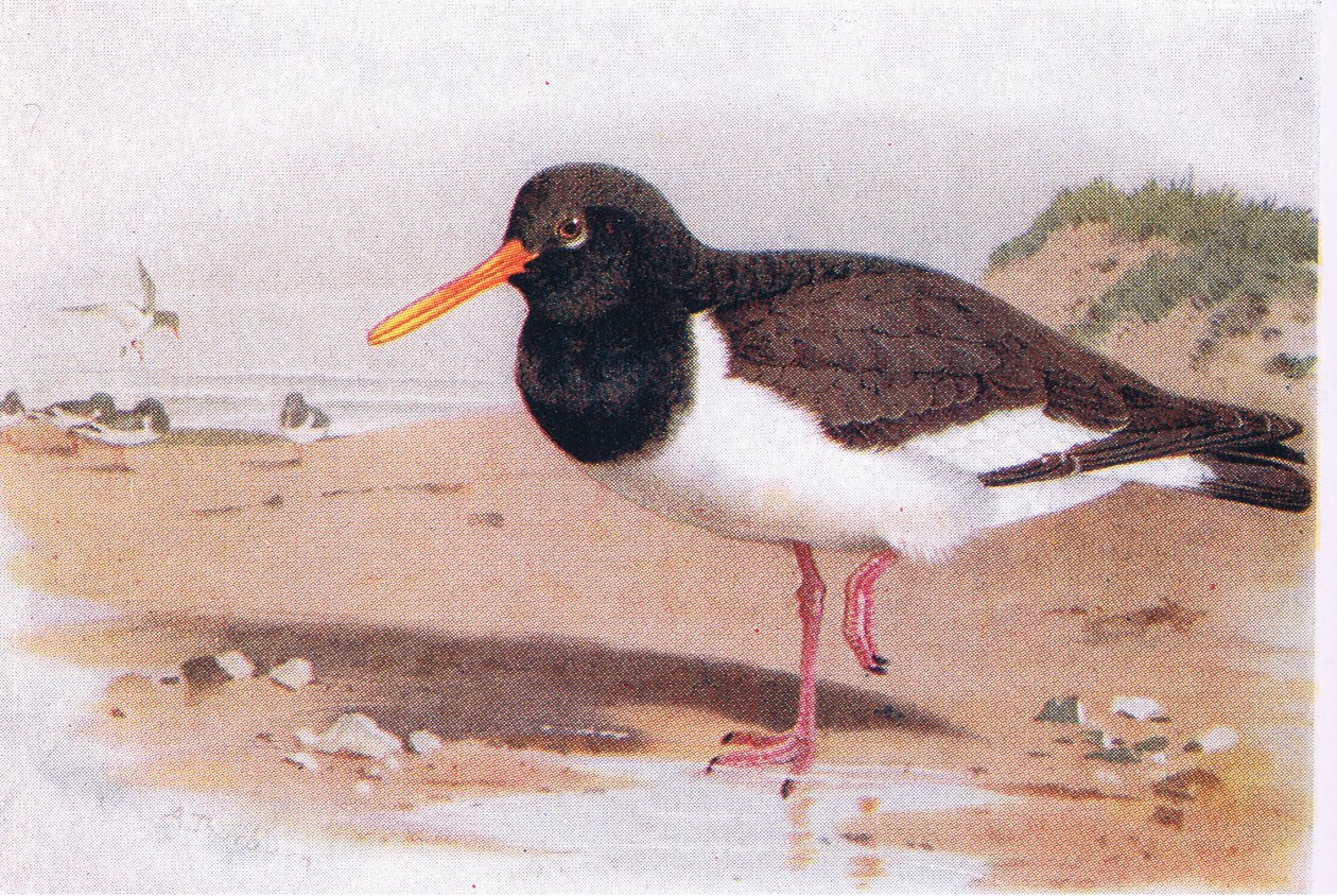 Austernfischer, aus Birds of the British Isles and Their Eggs veröffentlicht von Frederick Warne & Co Ltd, 1958 von Archibald Thorburn