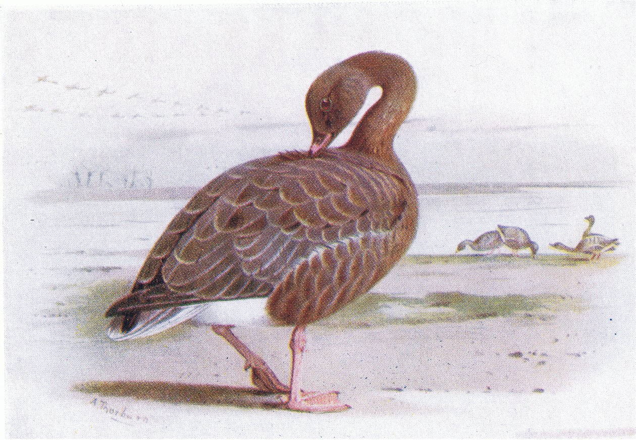 Kurzschnabelgans von Archibald Thorburn