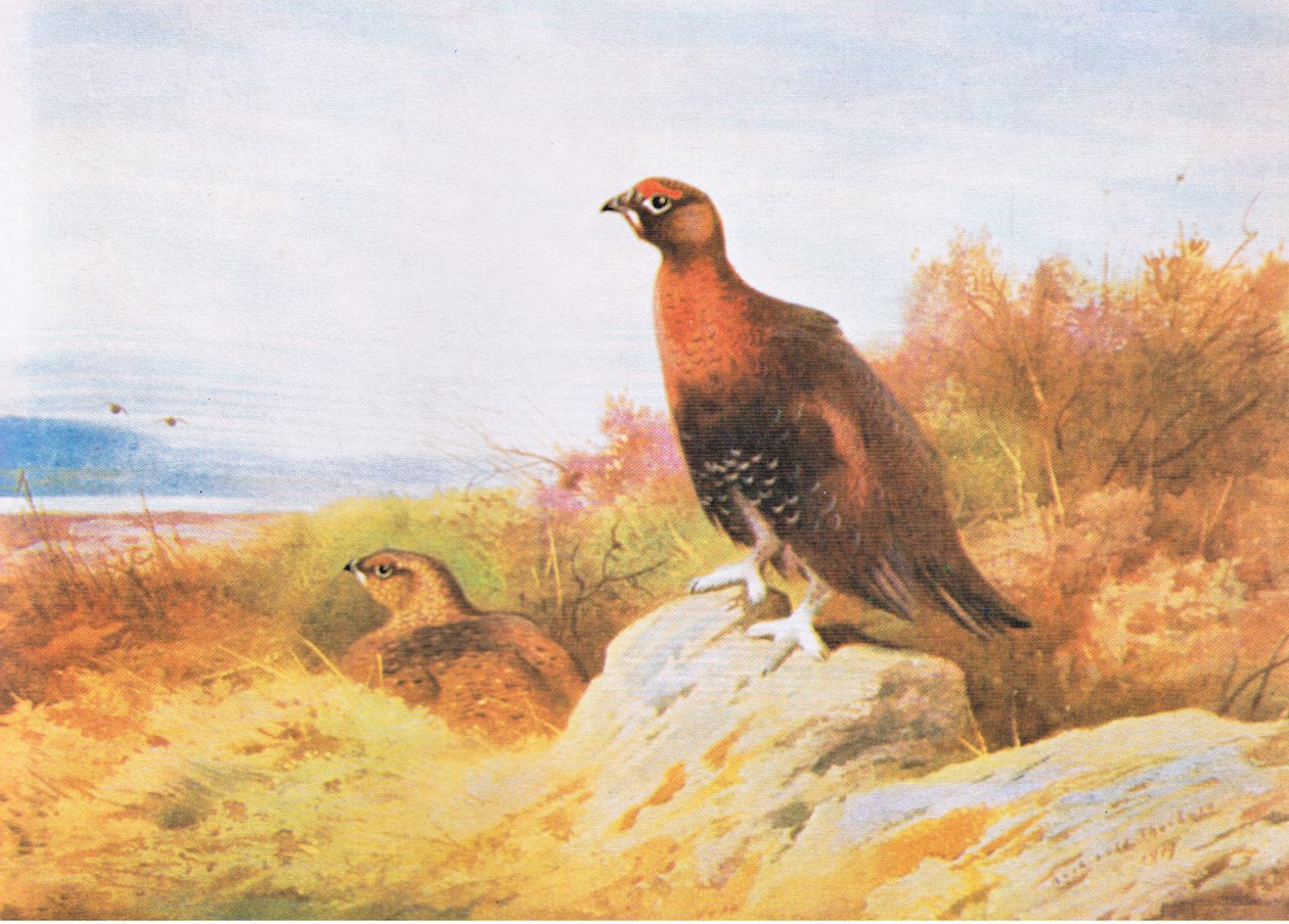 Moorschneehuhn, veröffentlicht von Book Club Associates, 1972 von Archibald Thorburn