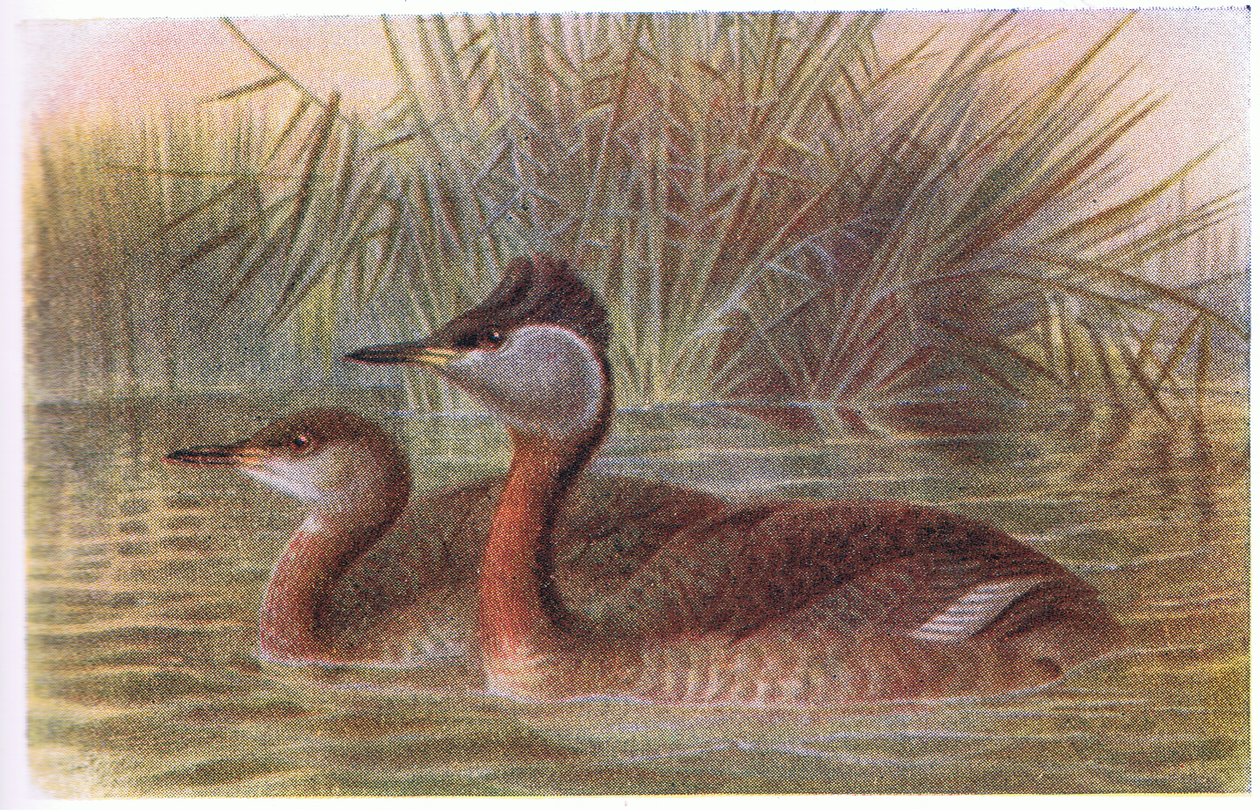 Rothalstaucher von Archibald Thorburn