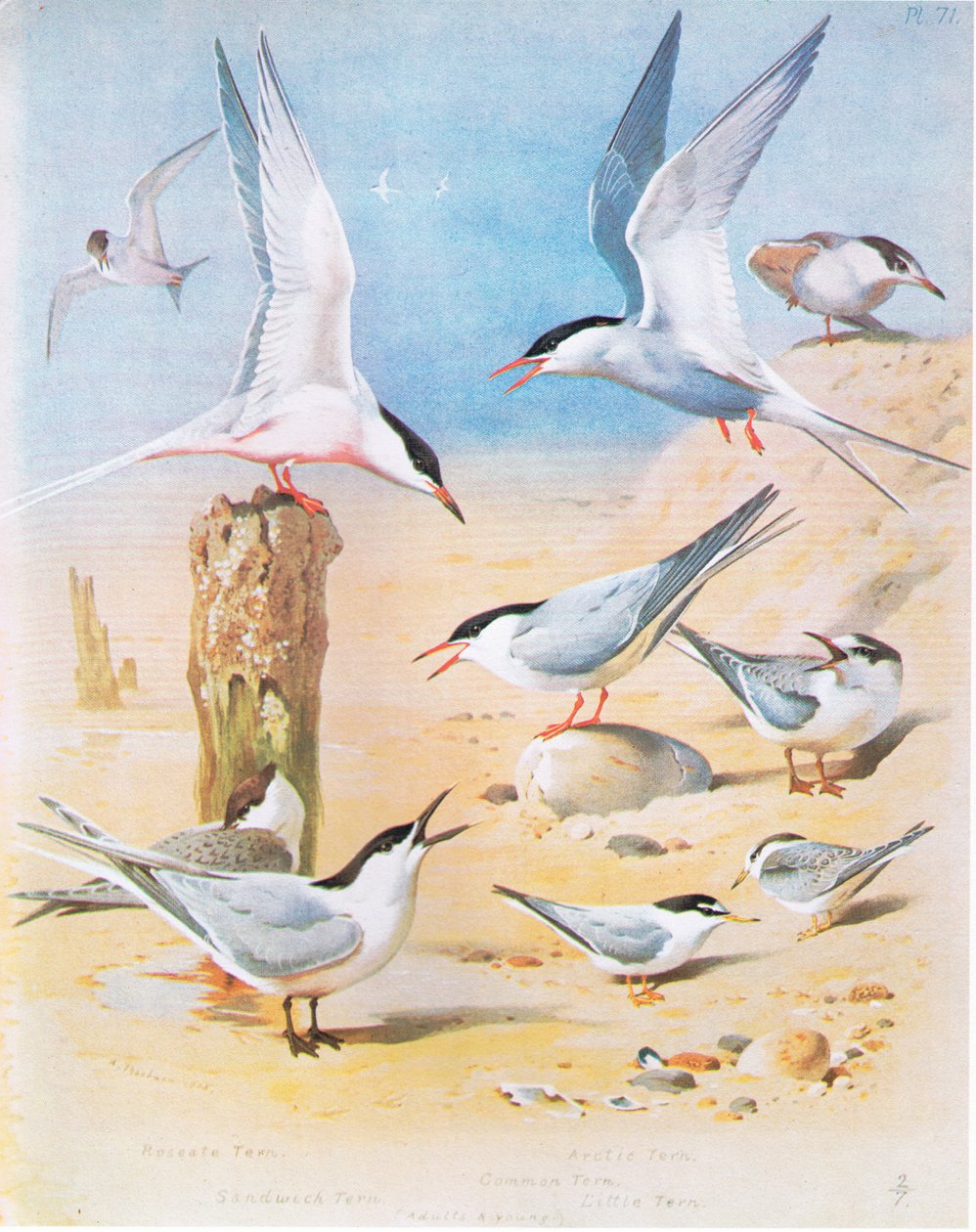 Rosenseeschwalbe, Brandseeschwalbe, Küstenseeschwalbe, Flussseeschwalbe, Zwergseeschwalbe, veröffentlicht von Book Club Associates, 1972 von Archibald Thorburn