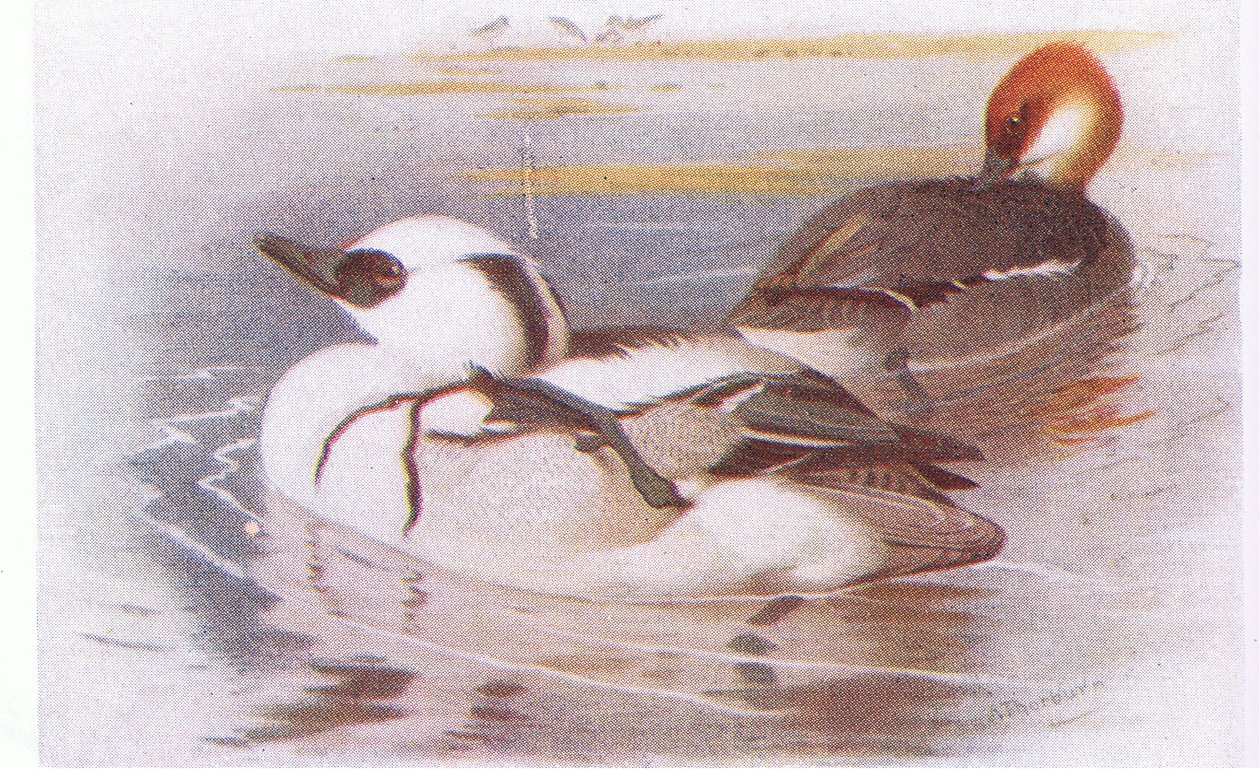 Zwergsäger von Archibald Thorburn