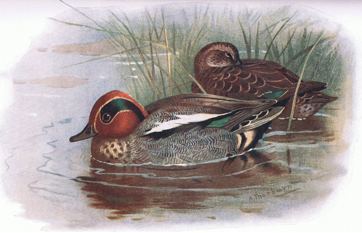 Krickente, aus Britische Vögel, veröffentlicht von Longmans, 1932 von Archibald Thorburn