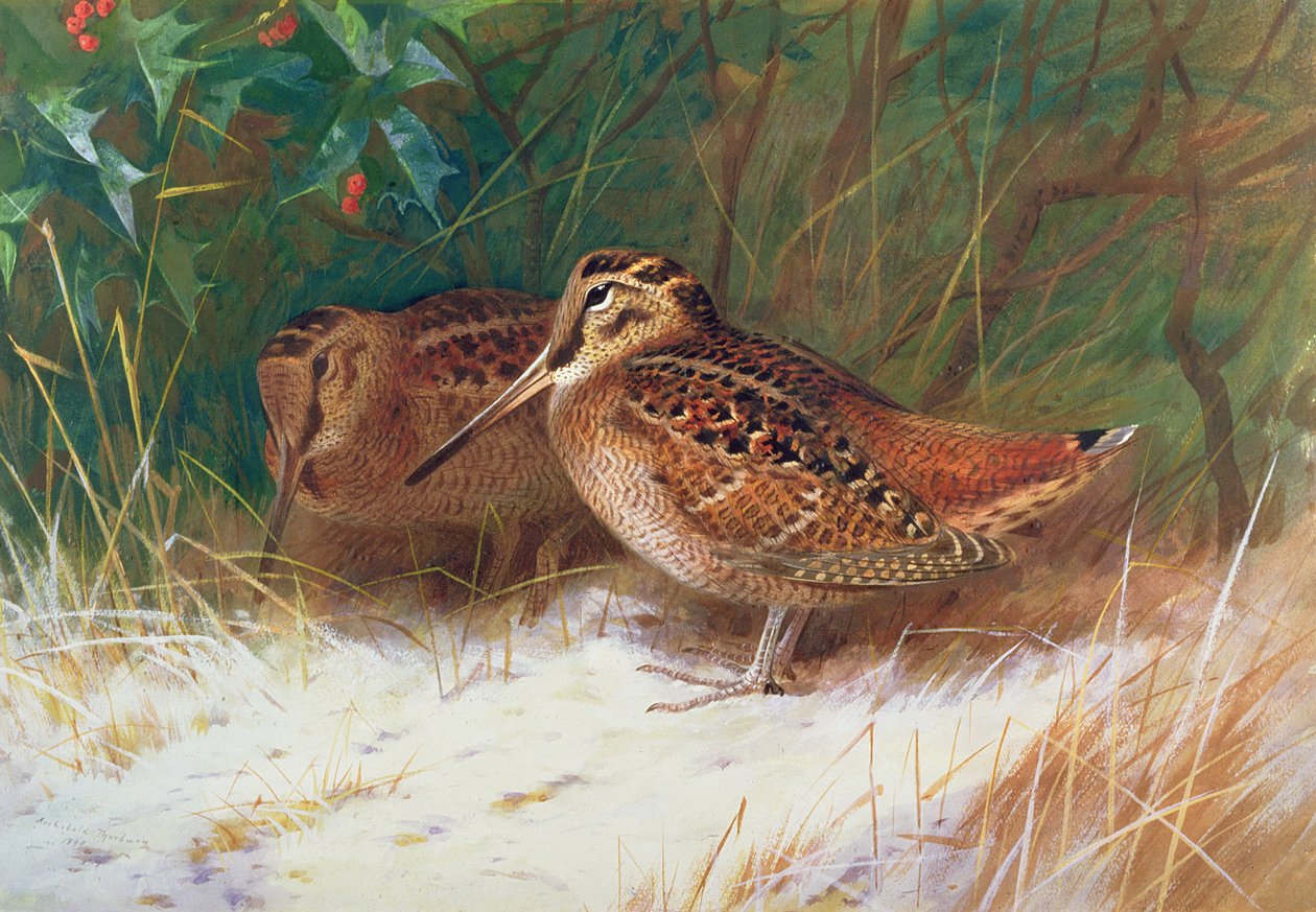 Waldschnepfe im Unterholz von Archibald Thorburn