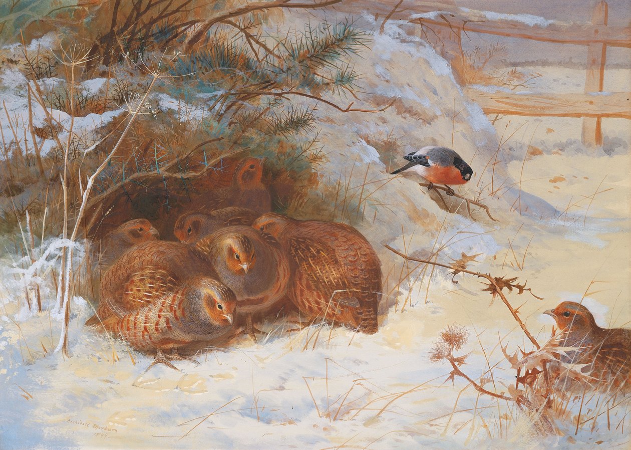 Frostiger Morgen, Fasan im Winter von Archibald Thorburn