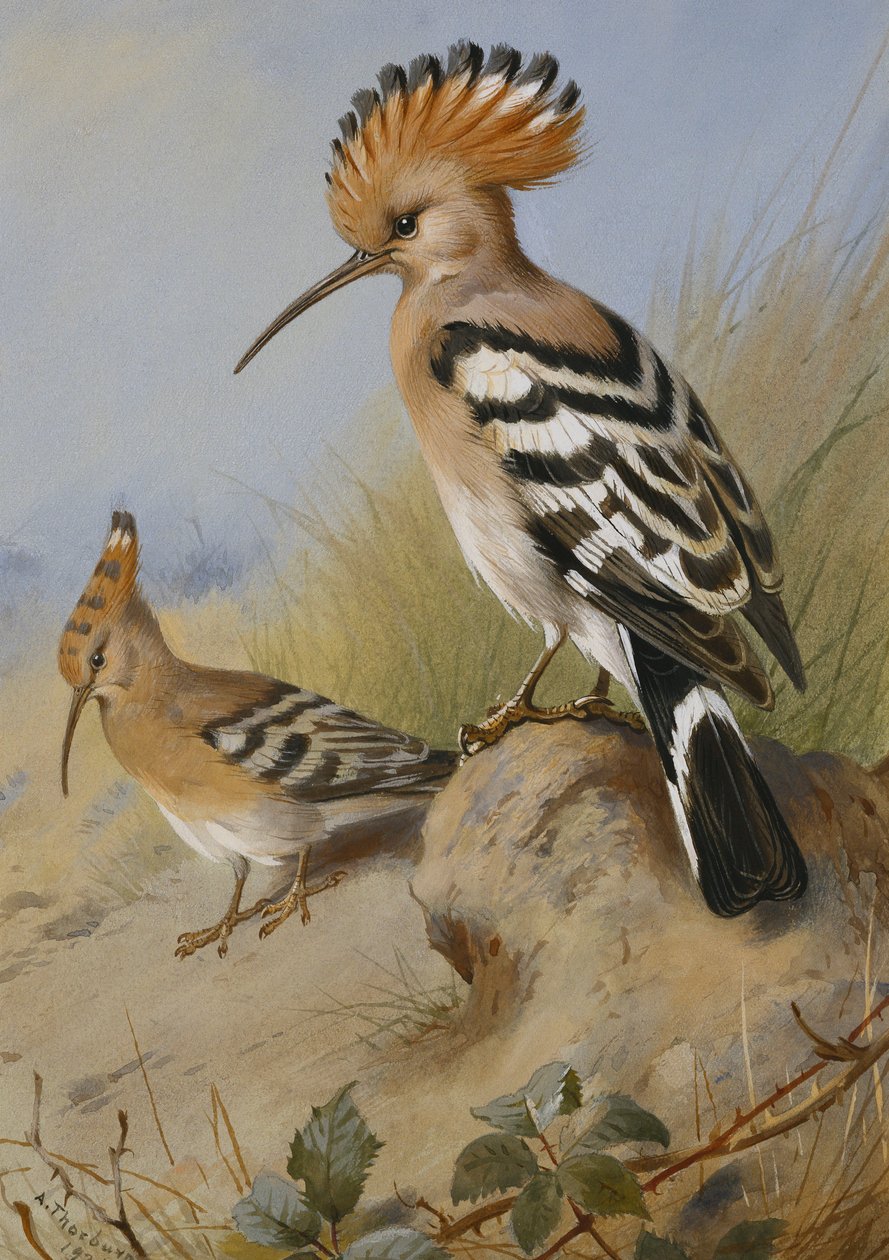 Wiedehopfe von Archibald Thorburn