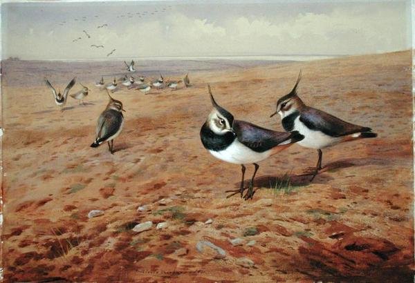 Kiebitze auf dem Pflug von Archibald Thorburn