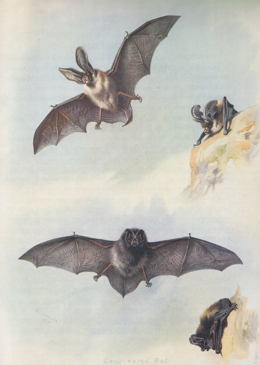 Die Barbastelle von Archibald Thorburn