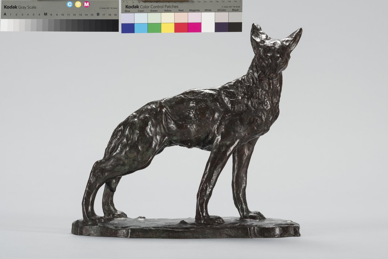 Wachsamer Kojote (Bronze) von Arthur Putnam