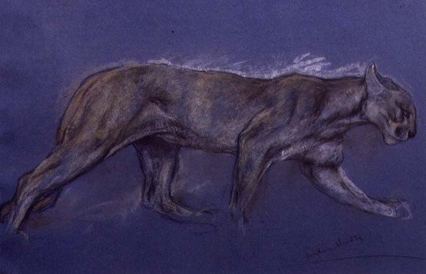 Puma von Arthur Wardle