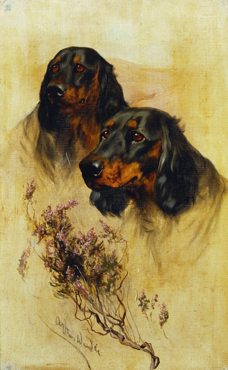Zwei Gordon Setter von Arthur Wardle