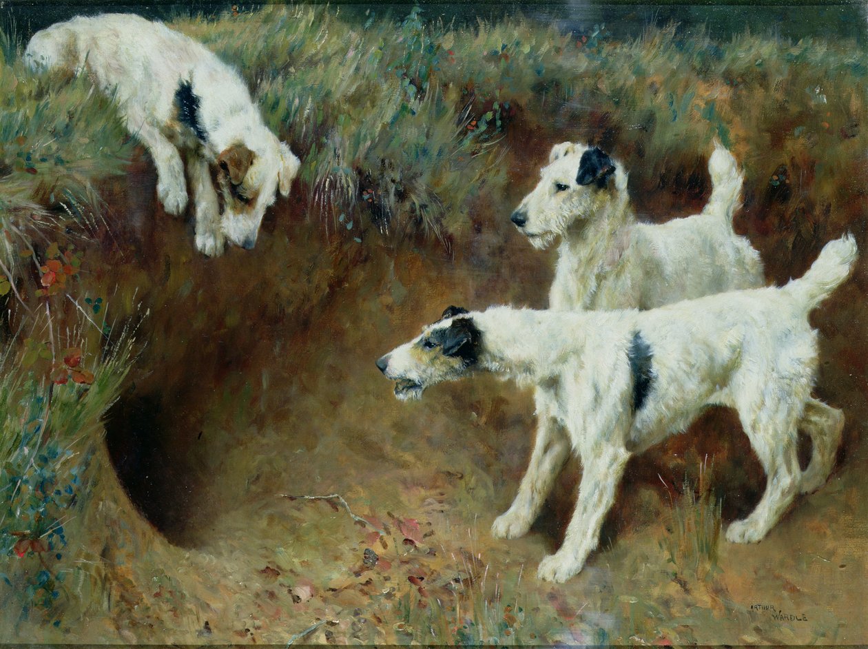 Drahthaarige Foxterrier an einem Dachsbau von Arthur Wardle