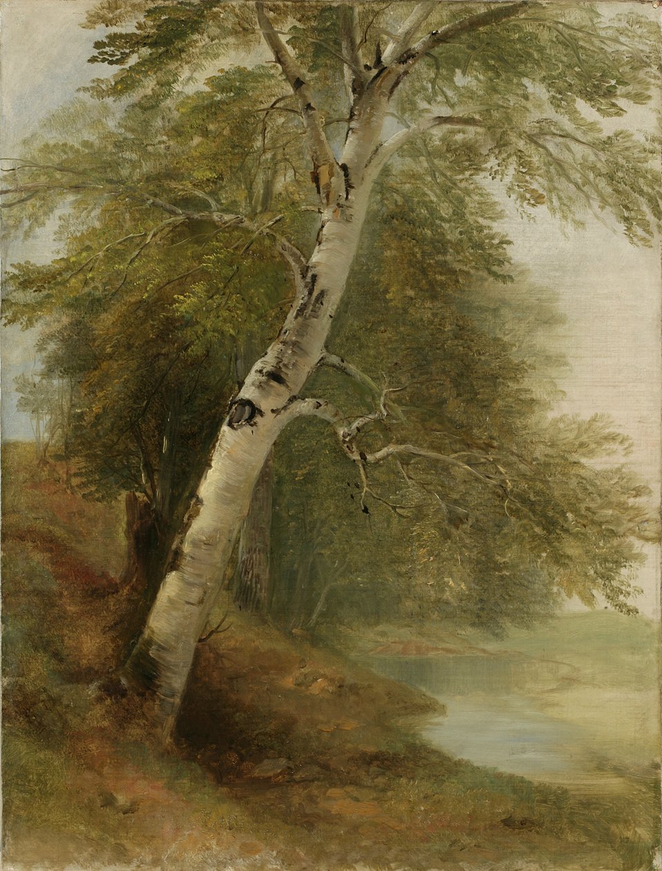 Naturstudie: Eine Birke, 1860 von Asher Brown Durand