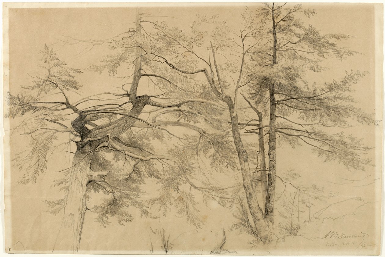 Studie von zwei Bäumen, Bolton, Lake George, New York, 1863 von Asher Brown Durand