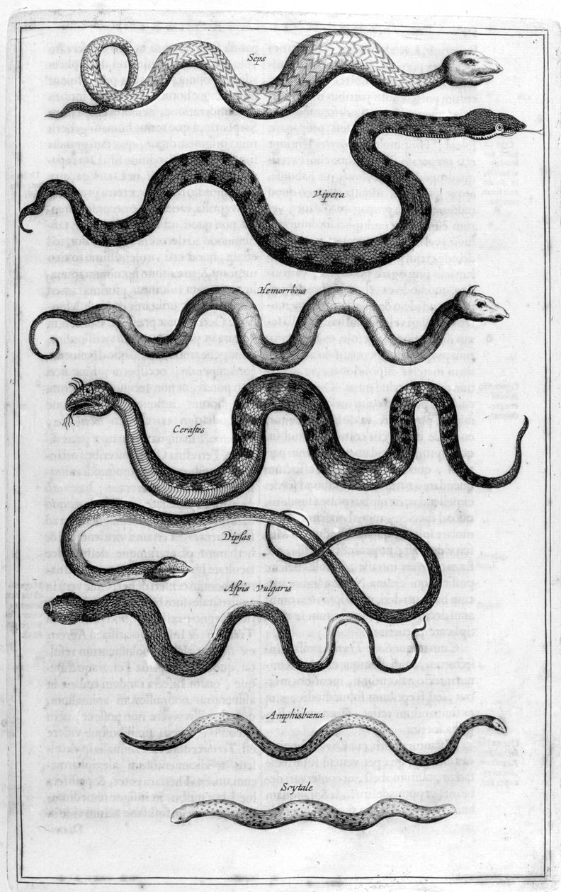 Schlangen, 1675 von Athanasius Kircher