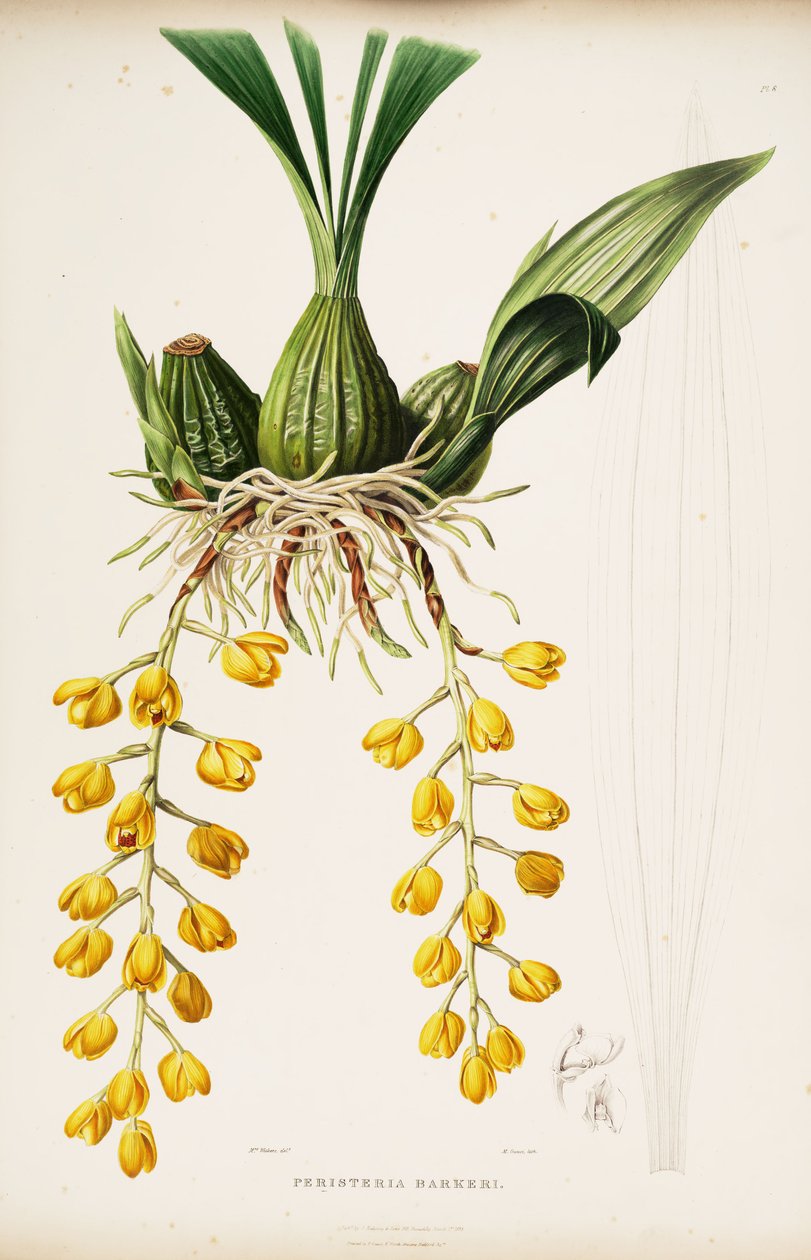 Illustration von Acineta barkeri (als syn. Peristeria barkeri) von Augusta Innes Withers