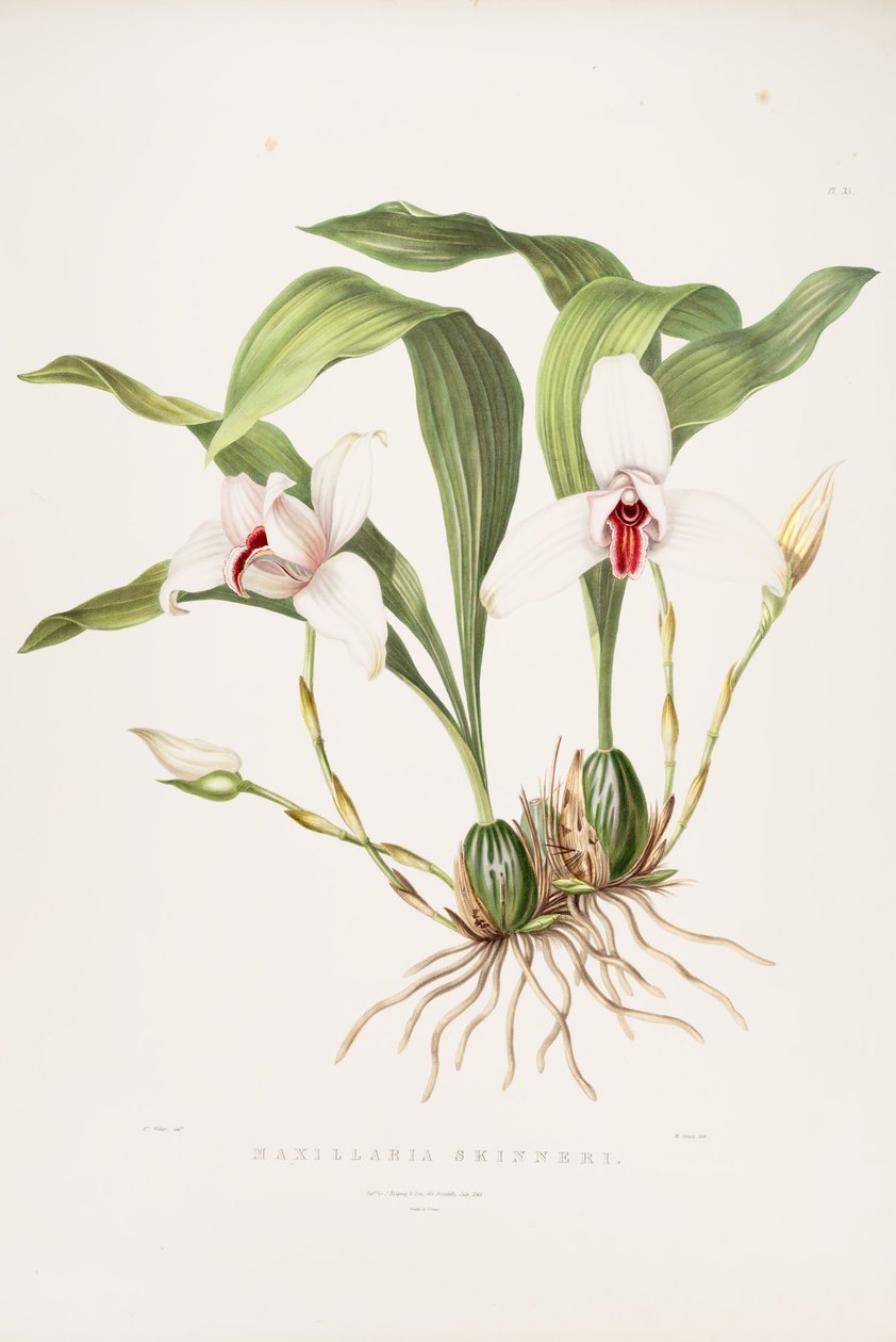 Illustration von Lycaste skinneri (als syn. Maxillaria skinneri) von Augusta Innes Withers