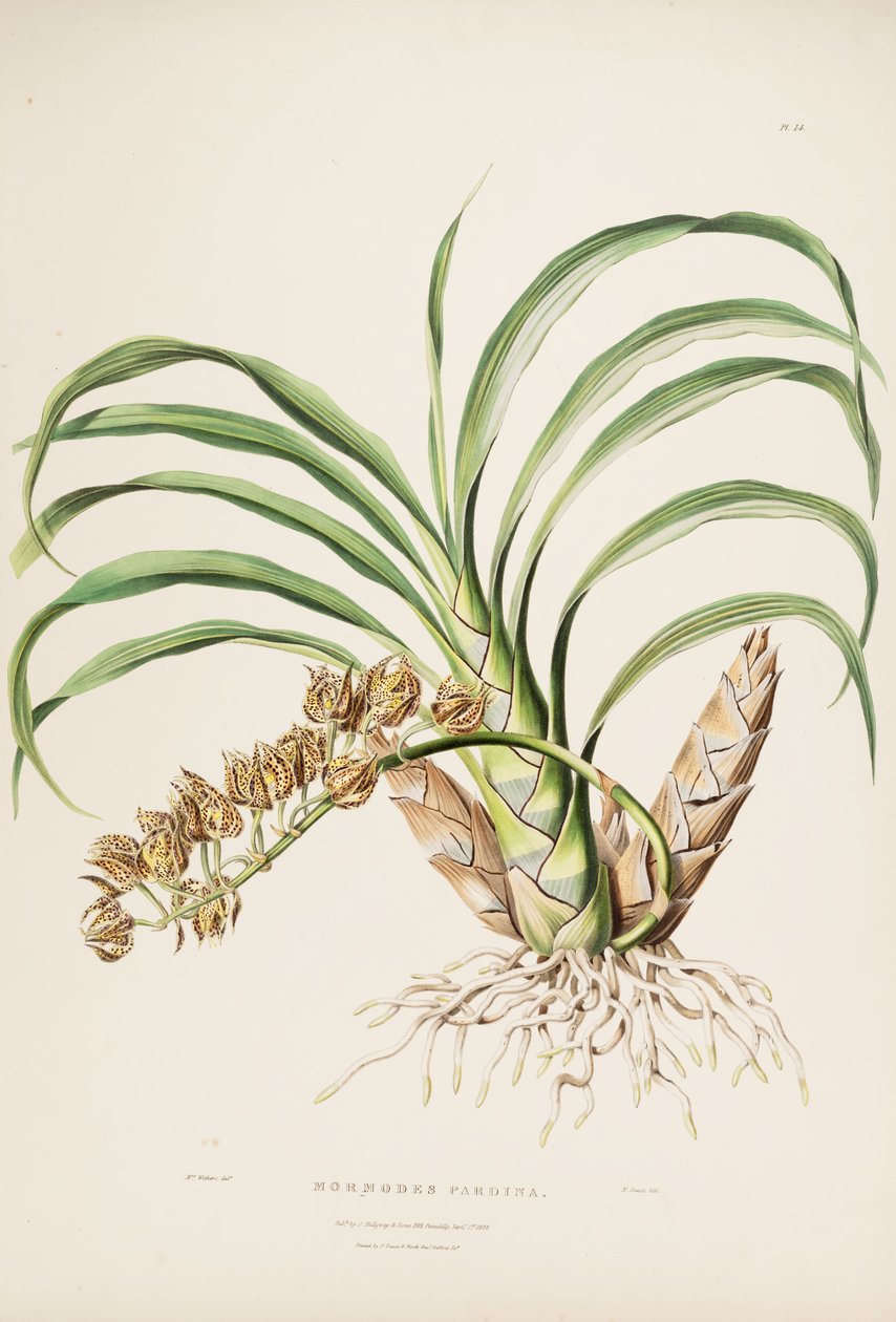 Illustration von Mormodes maculata var. maculata (als syn. Mormodes pardina) von Augusta Innes Withers